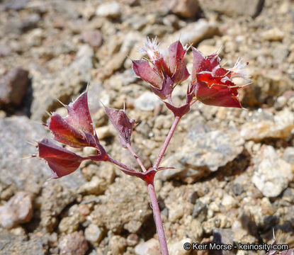 Image of whitemargin oxytheca