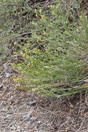 Image of Panamint rock goldenrod