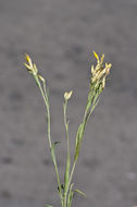 Image of Panamint rock goldenrod