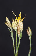 Image of Panamint rock goldenrod