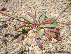 Image de Sidotheca trilobata (A. Gray) Reveal