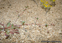 Image de Sidotheca trilobata (A. Gray) Reveal