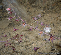 Image de Sidotheca trilobata (A. Gray) Reveal