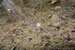 Image de Sidotheca trilobata (A. Gray) Reveal