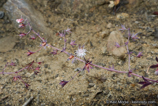 Image of threelobe oxytheca