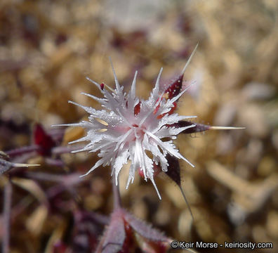 Image of threelobe oxytheca