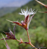 Image of threelobe oxytheca