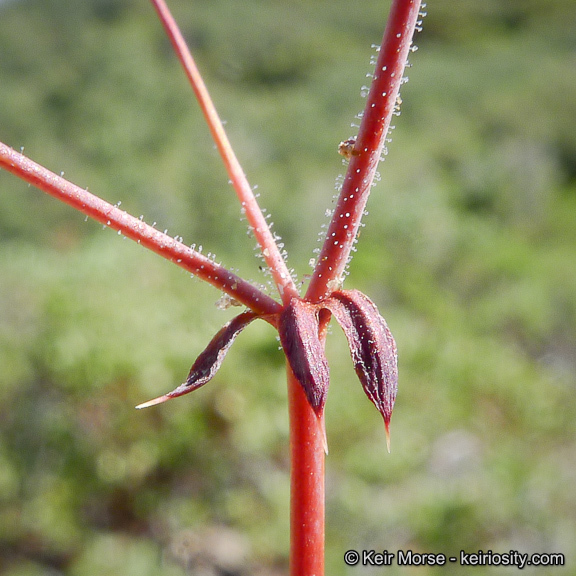 Image of threelobe oxytheca