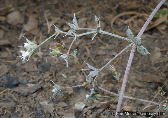 Image of threelobe oxytheca