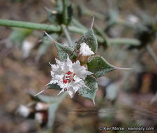 Image of threelobe oxytheca