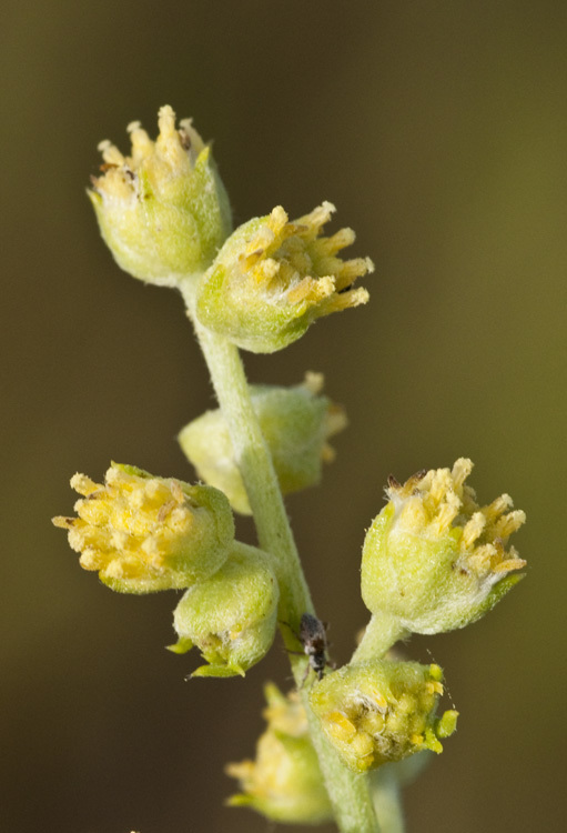 Image of <i>Oxytenia acerosa</i>