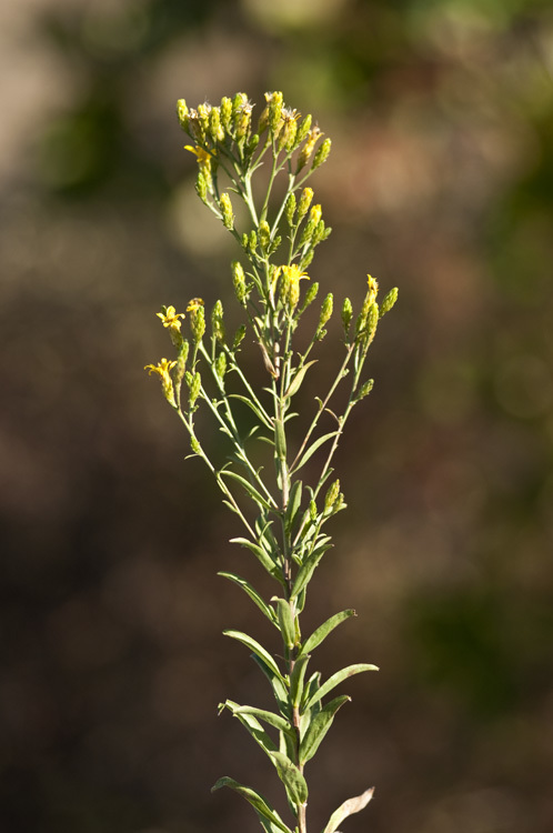 Слика од Columbiadoria hallii (A. Gray) G. L. Nesom