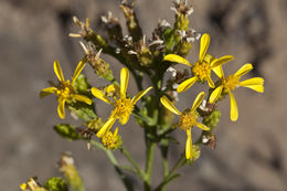 Plancia ëd Columbiadoria hallii (A. Gray) G. L. Nesom