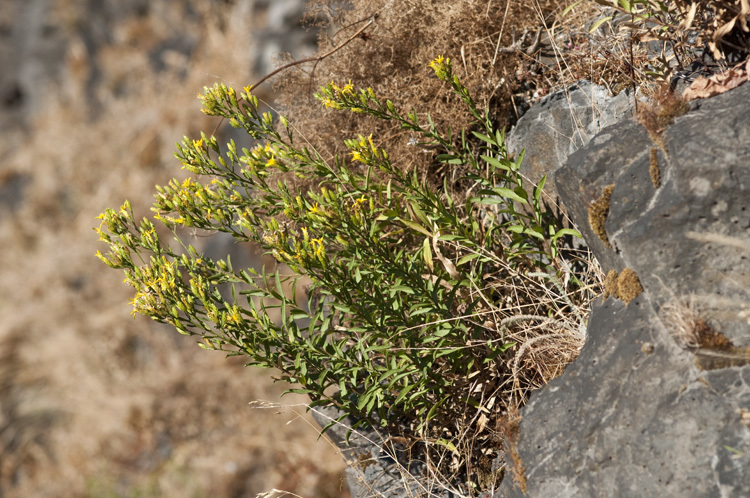 Plancia ëd Columbiadoria hallii (A. Gray) G. L. Nesom