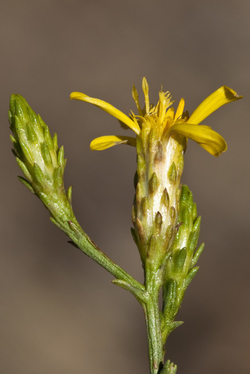 Plancia ëd Columbiadoria hallii (A. Gray) G. L. Nesom