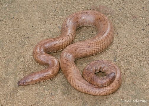 Image of Brown Sand Boa