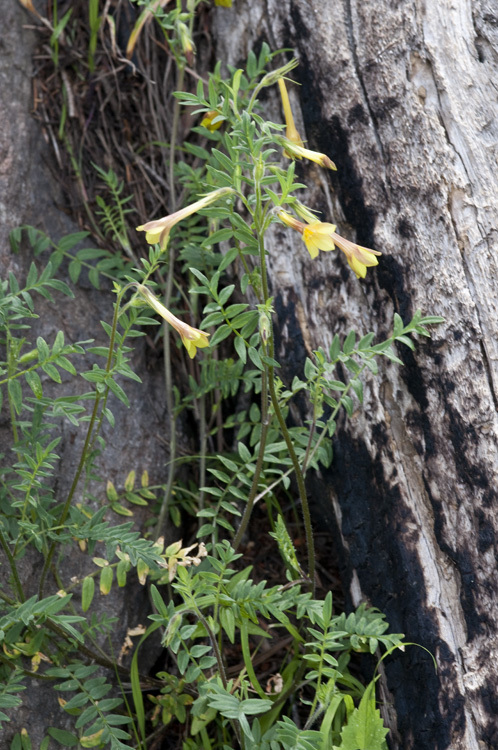 Слика од Polemonium pauciflorum S. Wats.