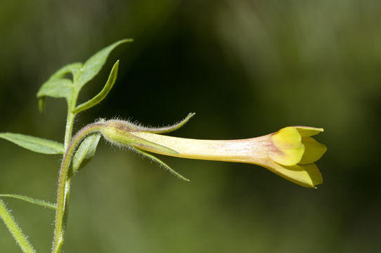 Image de Polemonium pauciflorum S. Wats.