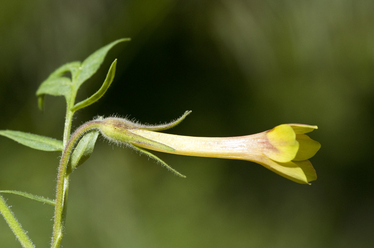 Image of fewflower Jacob's-ladder