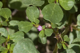 Image of desert horsepurslane