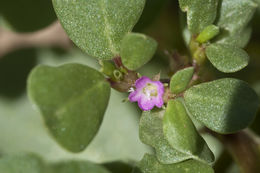 Image of desert horsepurslane