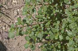 Image of desert horsepurslane