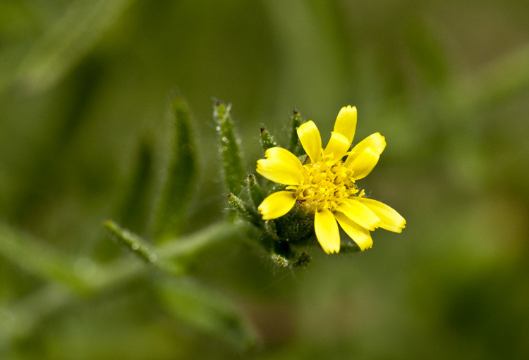 Image of stink aster