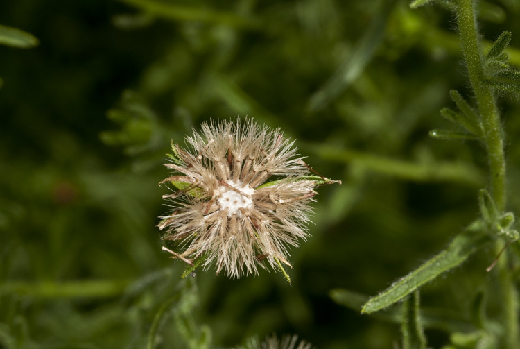 Dittrichia graveolens (L.) W. Greuter resmi