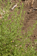 Dittrichia graveolens (L.) W. Greuter resmi