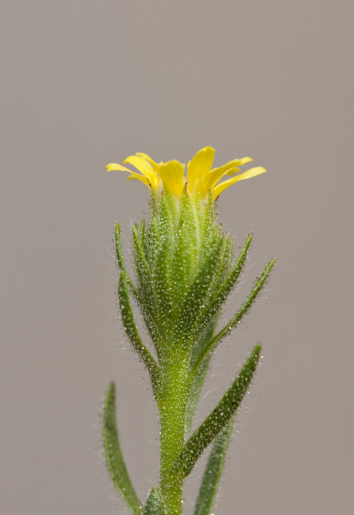 Image of stink aster