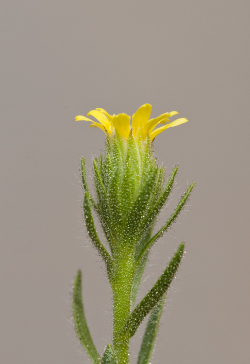 Dittrichia graveolens (L.) W. Greuter resmi