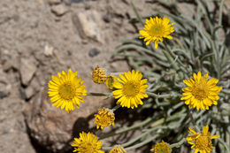 Image de Erigeron linearis (Hook.) Piper