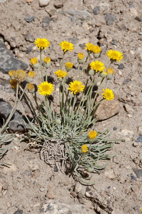 Image de Erigeron linearis (Hook.) Piper