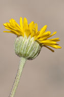 Image de Erigeron linearis (Hook.) Piper