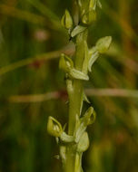 Platanthera yosemitensis Colwell, Sheviak & P. E. Moore resmi