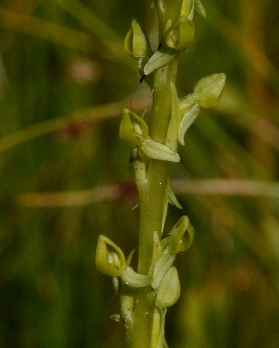 Image of Yosemite bog orchid