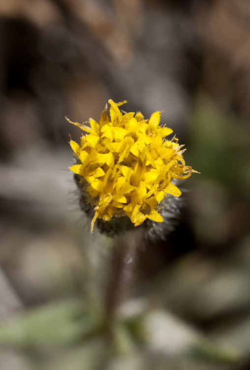 Image of Muir's raillardiopsis