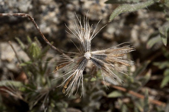 Image of Muir's raillardiopsis