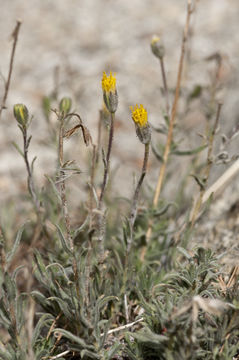 Image of Muir's raillardiopsis