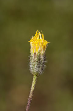 Image of Muir's raillardiopsis