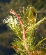 Image of Eurasian Water-Milfoil