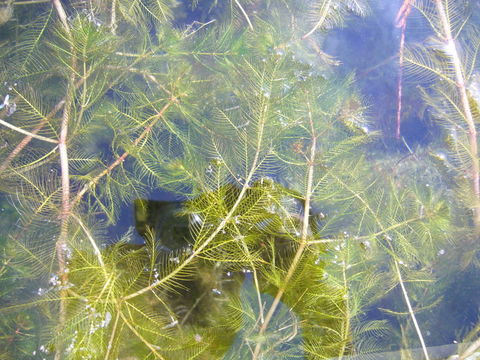 Image of Eurasian Water-Milfoil