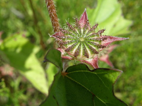 Image of crested anoda