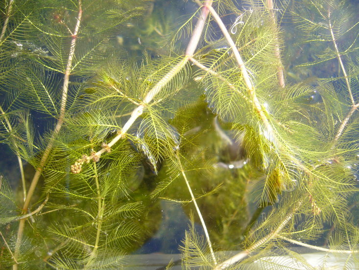 Image of Eurasian Water-Milfoil