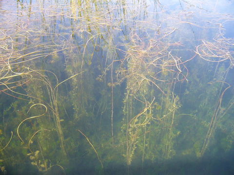 Image of Eurasian Water-Milfoil