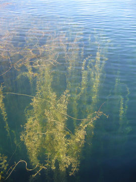 Image of Eurasian Water-Milfoil