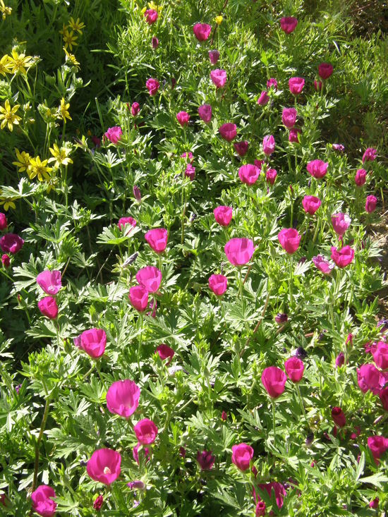 Image de Callirhoe involucrata (Nutt. ex Torr. & Gray) A. Gray