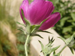 Image de Callirhoe involucrata (Nutt. ex Torr. & Gray) A. Gray