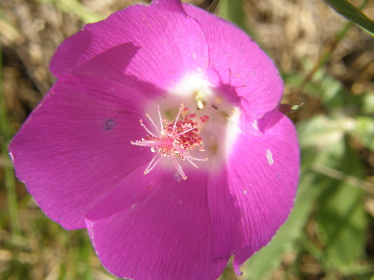 Image de Callirhoe involucrata (Nutt. ex Torr. & Gray) A. Gray