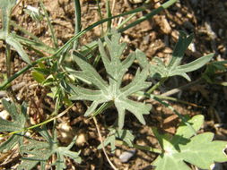 Image de Callirhoe involucrata (Nutt. ex Torr. & Gray) A. Gray